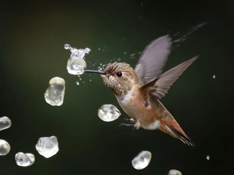 Good To The Last Drop, by Lee Greengrass, The Nature Photography Contest 2025 Birds Finalist